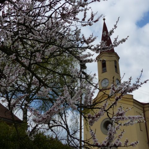 Pohled na Petrovice jaro